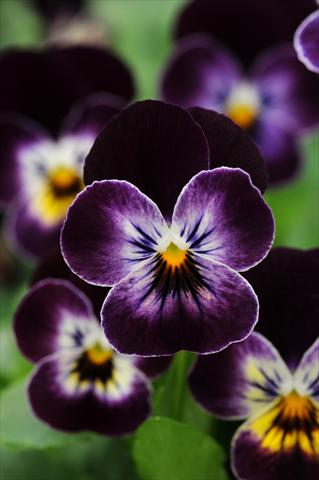 photo of flower to be used as: Pot and bedding Viola cornuta Sorbet™ Phantom