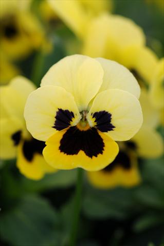 photo of flower to be used as: Pot and bedding Viola cornuta Sorbet™ XP Primrose Blotch