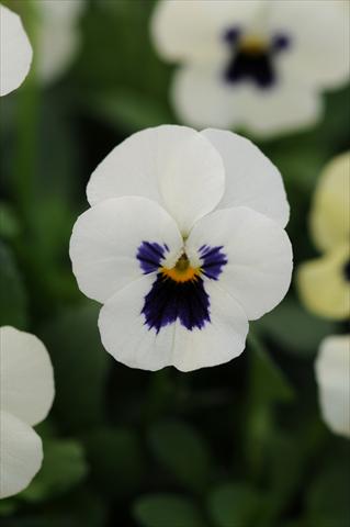 photo of flower to be used as: Pot and bedding Viola cornuta Sorbet™ XP White Blotch