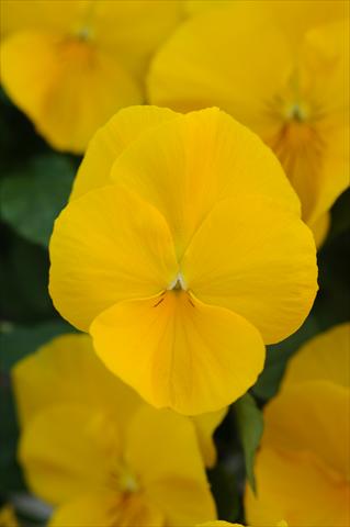 photo of flower to be used as: Pot and bedding Viola wittrockiana Cool Wave Golden Yellow