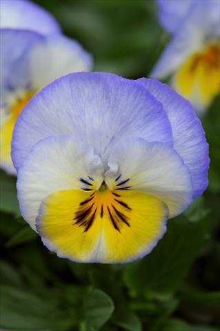 photo of flower to be used as: Pot and bedding Viola wittrockiana Cool Wave Lemon Blurberry Swirl
