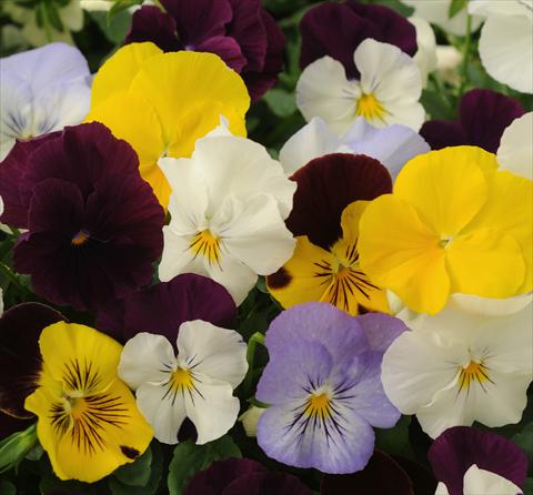 photo of flower to be used as: Pot and bedding Viola wittrockiana Cool Wave Mix