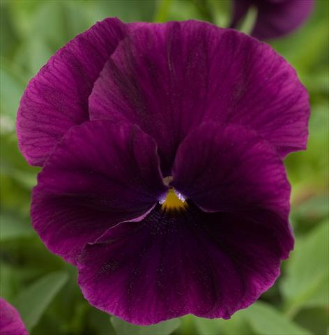 photo of flower to be used as: Pot and bedding Viola wittrockiana Cool Wave Purple Bloom
