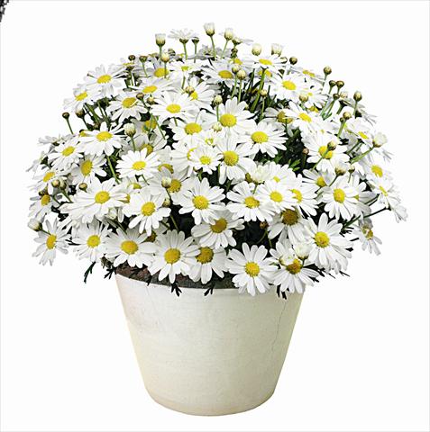 photo of flower to be used as: Bedding pot or basket Argyranthemum Argy Maxie