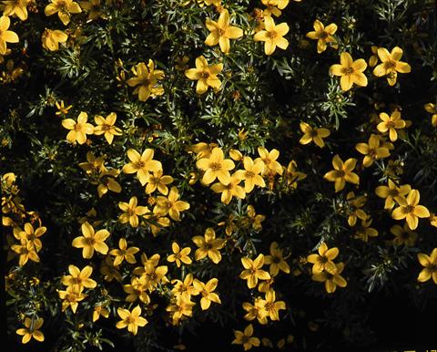 photo of flower to be used as: Bedding / border plant Bidens ferulifolia Goldfever