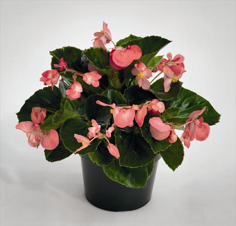photo of flower to be used as: Bedding pot or basket Begonia Big Pink Green Leaf