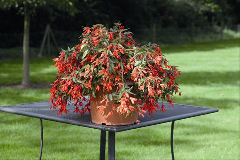 photo of flower to be used as: Bedding pot or basket Begonia boliviensis Bossa Nova Orange Shades