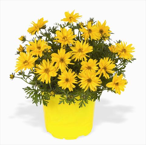 photo of flower to be used as: Bedding pot or basket Bidens ferulifolia Rapid Double Yellow