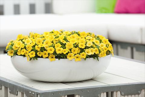 photo of flower to be used as: Bedding pot or basket Calibrachoa Calipetite Yellow Imp