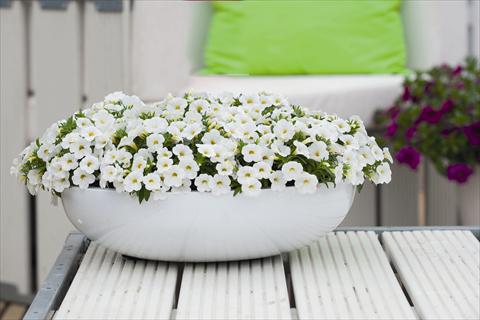 photo of flower to be used as: Bedding pot or basket Calibrachoa Calipette White Imp
