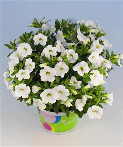 photo of flower to be used as: Bedding pot or basket Calibrachoa Celebration White Pot