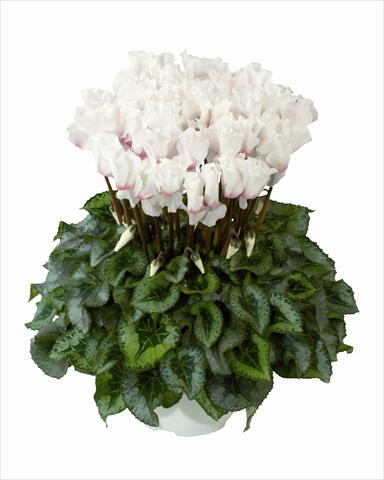 photo of flower to be used as: Basket / Pot Cyclamen persicum Cana White Frangee Oeil Clair n56