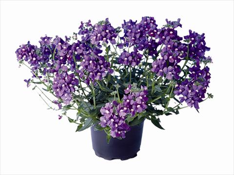 photo of flower to be used as: Bedding / border plant Nemesia Nemo Blue