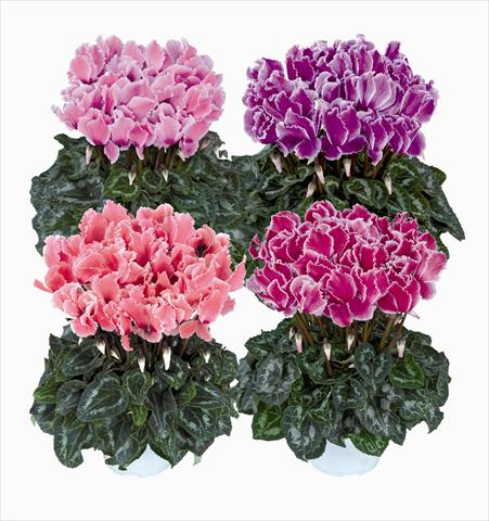 photo of flower to be used as: Basket / Pot Cyclamen persicum Halios Curly Melange Flamme 2560