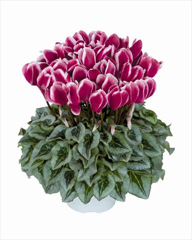 photo of flower to be used as: Basket / Pot Cyclamen persicum Halios Fantasia Magenta Decora 2381
