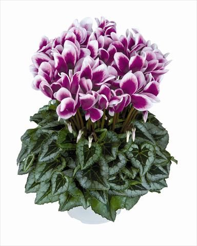 photo of flower to be used as: Basket / Pot Cyclamen persicum Halios Violet Foncé Decora