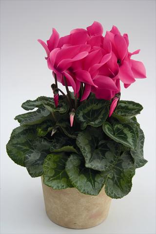 photo of flower to be used as: Basket / Pot Cyclamen persicum Maxora 7038 Pink
