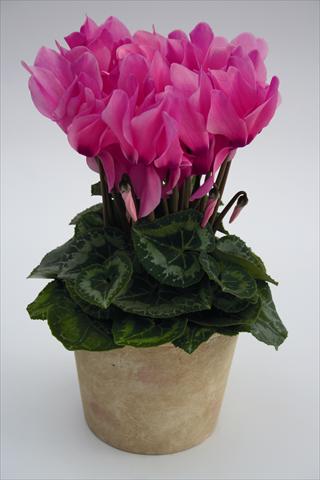 photo of flower to be used as: Basket / Pot Cyclamen persicum Maxora 7047 Neon Pink