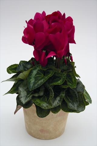 photo of flower to be used as: Basket / Pot Cyclamen persicum Maxora 7050 Wine Red