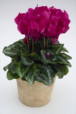 photo of flower to be used as: Basket / Pot Cyclamen persicum Maxora 7077 Light Purple