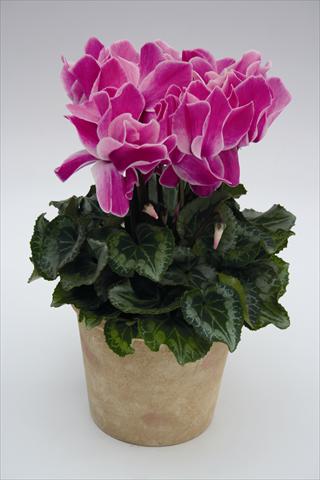 photo of flower to be used as: Basket / Pot Cyclamen persicum Maxora 7078 Purple Flame