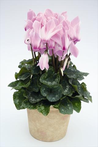 photo of flower to be used as: Basket / Pot Cyclamen persicum Maxora 7099 Lilac Flame
