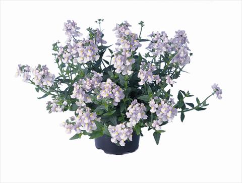 photo of flower to be used as: Bedding / border plant Nemesia Nemo Lavender
