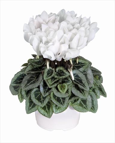 photo of flower to be used as: Basket / Pot Cyclamen persicum Metis Blanc Pur Decora