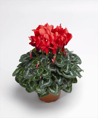 photo of flower to be used as: Pot Cyclamen persicum Sierra Synchro Scarlet South