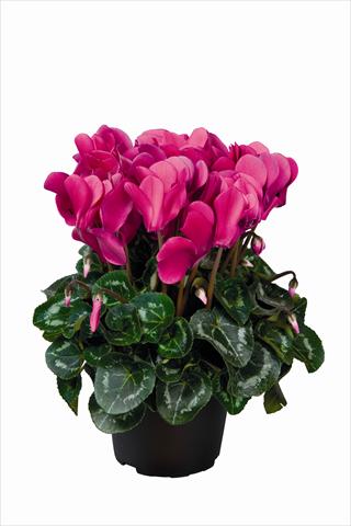 photo of flower to be used as: Basket / Pot Cyclamen persicum Super Serie Allure F1 Dark Violet HR