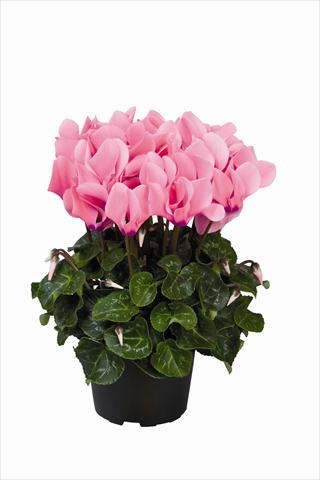 photo of flower to be used as: Basket / Pot Cyclamen persicum Super Serie Allure F1 Light Neon Pink