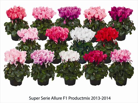 photo of flower to be used as: Basket / Pot Cyclamen persicum Super Serie Allure F1 Productmix