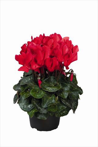 photo of flower to be used as: Basket / Pot Cyclamen persicum Super Serie Allure F1 Red HR