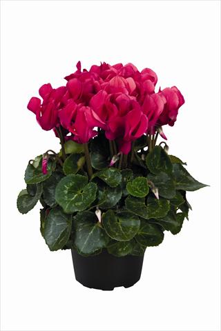 photo of flower to be used as: Basket / Pot Cyclamen persicum Super Serie Allure F1 Wine Red HR