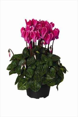 photo of flower to be used as: Basket / Pot Cyclamen persicum Super Serie Verano F1 Wine Red Flamed HR