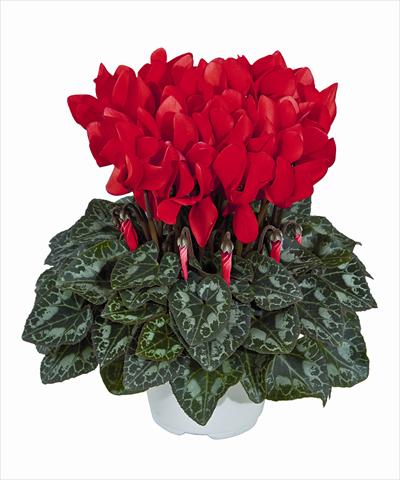 photo of flower to be used as: Basket / Pot Cyclamen persicum Tianis Rouge Ecarlate 3012