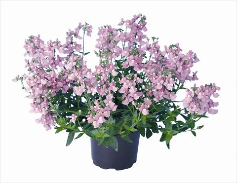 photo of flower to be used as: Bedding / border plant Nemesia Nemo Rose