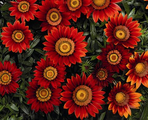 photo of flower to be used as: Bedding pot or basket Gazania Big Maggy Red