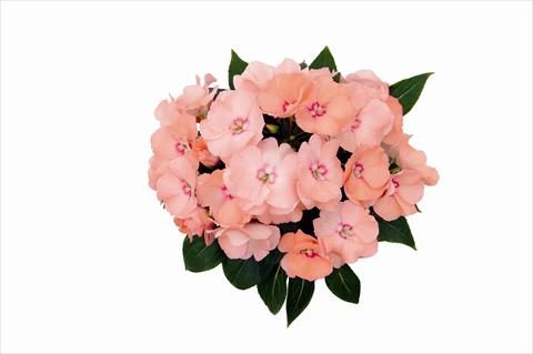 photo of flower to be used as: Bedding pot or basket Impatiens nuova guinea Paradise Nosara