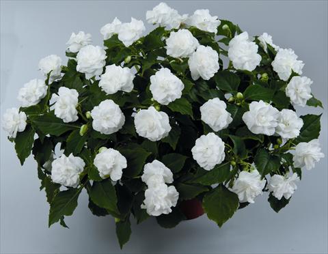 photo of flower to be used as: Bedding pot or basket Impatiens walleriana Musica Pure White ID 9-2528(2010)