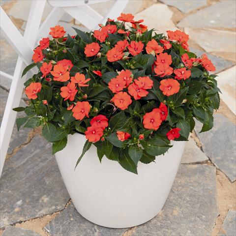 photo of flower to be used as: Bedding pot or basket Impatiens x hybrida Sunpatiens compact electric orange