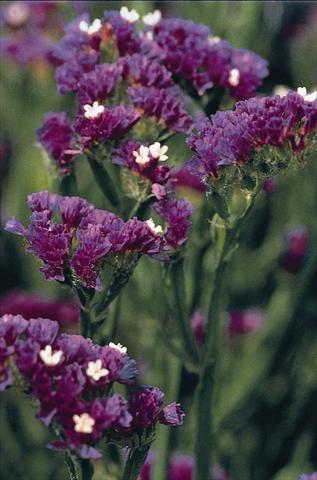 photo of flower to be used as: Pot and bedding Limonium Fury Dark Blue