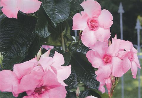 photo of flower to be used as: Pot and bedding Mandevilla Super Trouper Double Pink