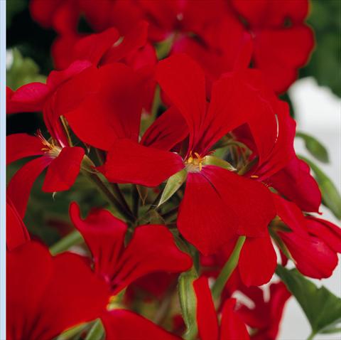 photo of flower to be used as: Pot and bedding Pelargonium peltatum RB Red