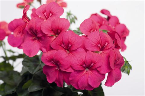photo of flower to be used as: Pot and bedding Pelargonium peltatum Happy Face Purple