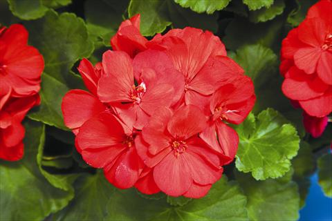 photo of flower to be used as: Pot and bedding Pelargonium zonale Calliope Scarlet Fire
