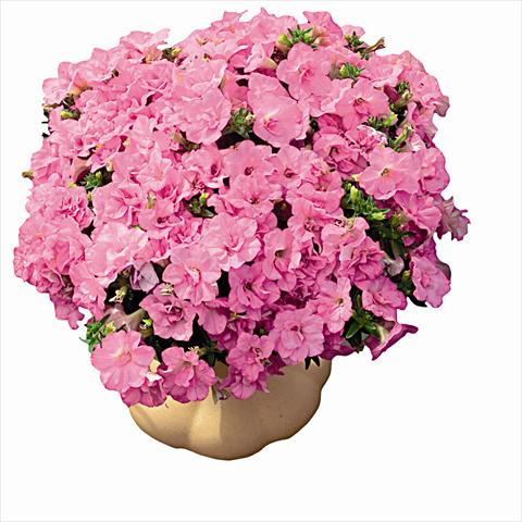 photo of flower to be used as: Bedding pot or basket Petunia pendula Surfinia Double Dark Pink 2657