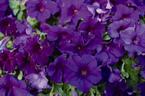 photo of flower to be used as: Bedding pot or basket Petunia pendula Surfinia Velvet Blue