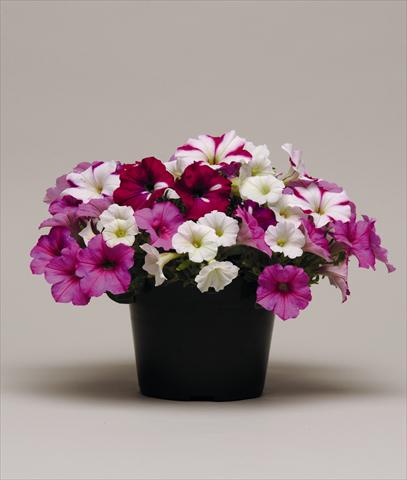 photo of flower to be used as: Bedding pot or basket Petunia x hybrida Colorsgames Tray 2 Strawberry Pie