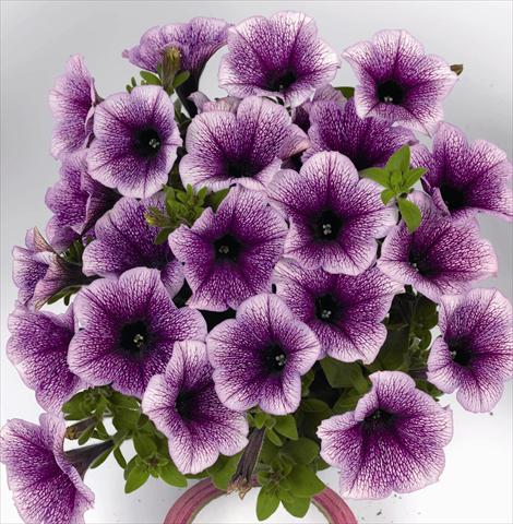 photo of flower to be used as: Bedding pot or basket Petunia x hybrida Poptunia Blue Vein